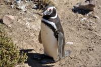 Unmglich bei diesen Tierchen schlechte Laune zu haben